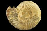 1" Perisphinctes Ammonite Fossils - Madagascar - Photo 2